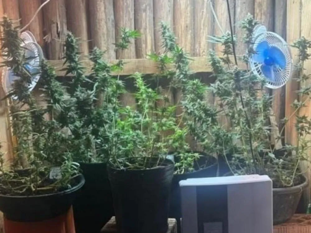 Homem é preso por cultivar maconha em casa após ter pedido negado pela Justiça em Apiúna