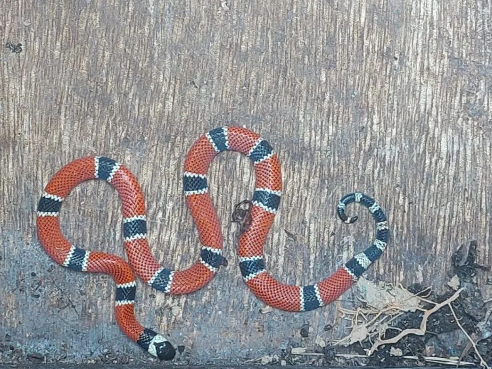 Cobra-coral verdadeira é capturada nos fundos de ambulatório geral de saúde, em Blumenau