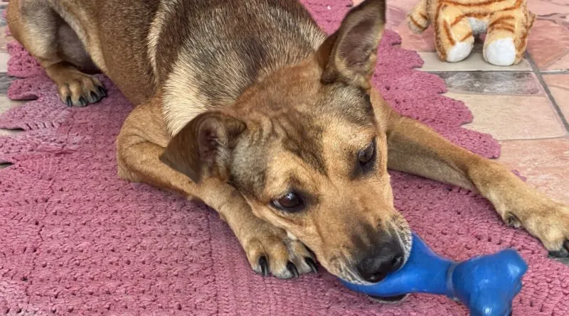 Gaspar lança Campanha do Agasalho PET; ação arrecada roupas e rações para animais