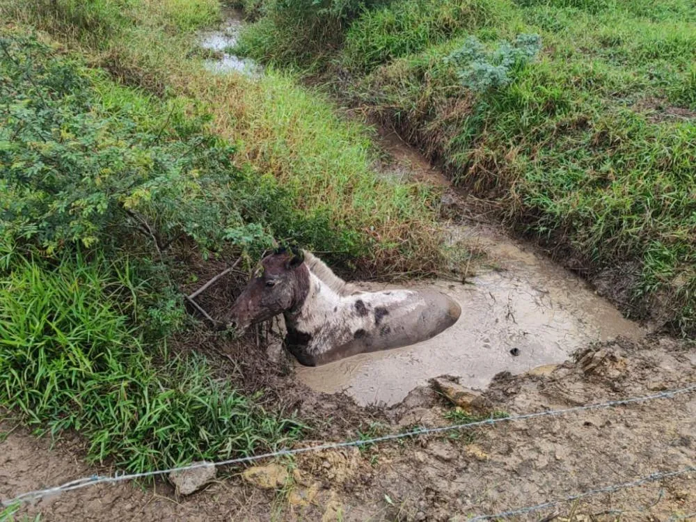 Égua fica atolada em vala e é resgatada por bombeiros com ajuda de trator em Gaspar