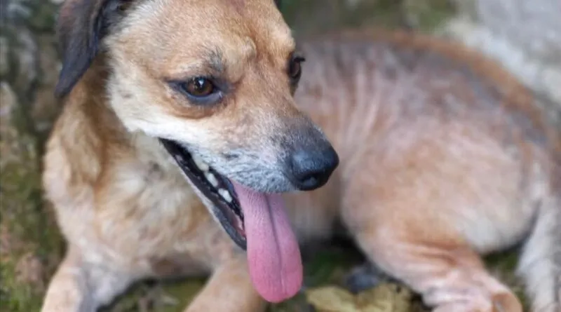 Após denúncia de maus-tratos, cadela é resgatada em Gaspar