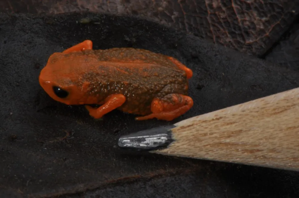 Ameaçado de extinção, Sapinho-pingo-de-ouro se torna símbolo oficial de Blumenau