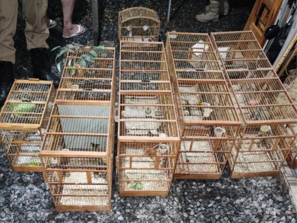 Polícia Federal e Ambiental deflagram operação contra venda ilegal de aves silvestres em SC