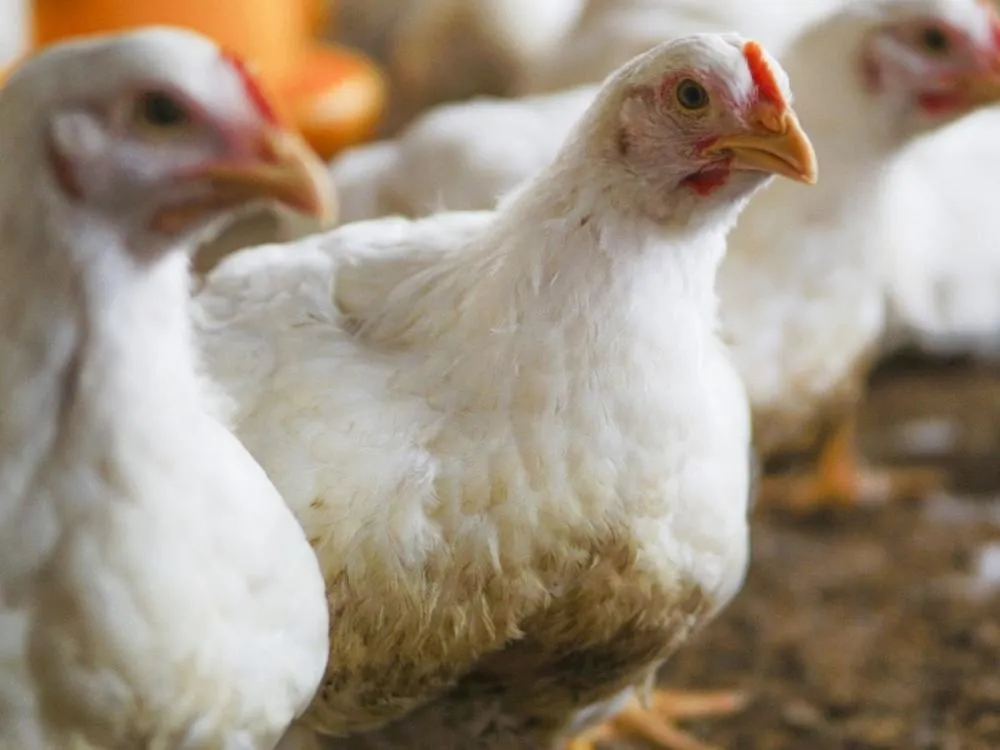 Santa Catarina cobra retomada das exportações de frango à China após suspensão preventiva
