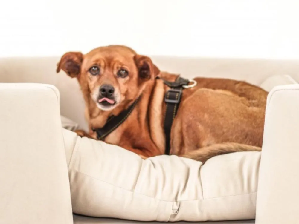 Fotos: Pets ganham sessão de fotos profissional para incentivar adoção no Cepread de Blumenau