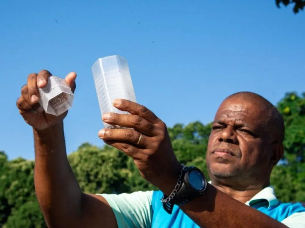 Blumenau inicia em agosto nova etapa no combate à dengue com uso de mosquitos com bactéria Wolbachia