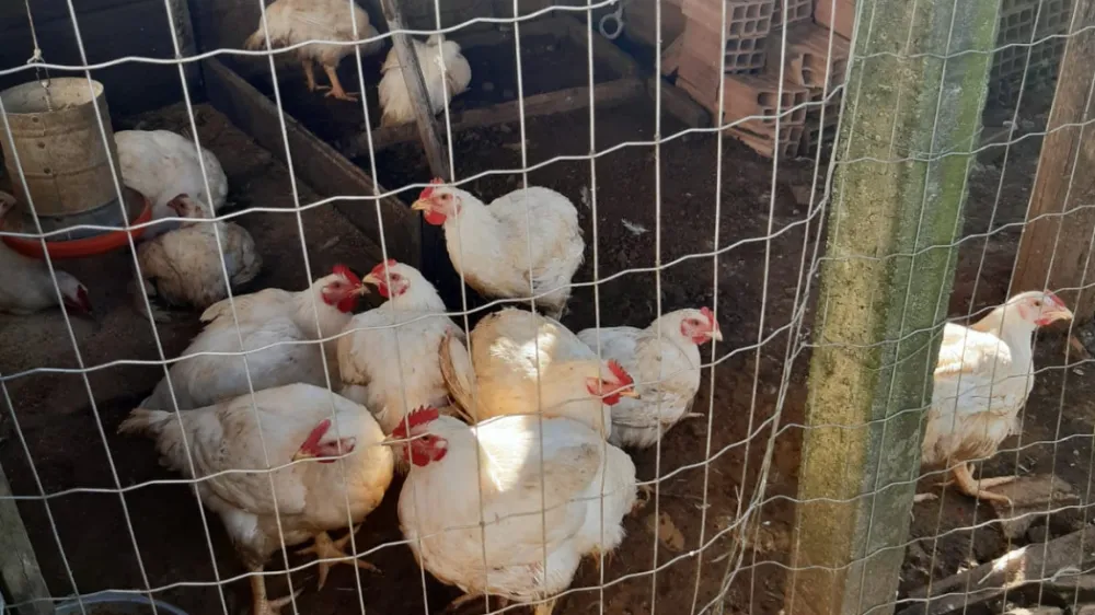 SC reforça medidas sanitárias após foco de gripe aviária em criação de fundo de quintal no Sul do estado