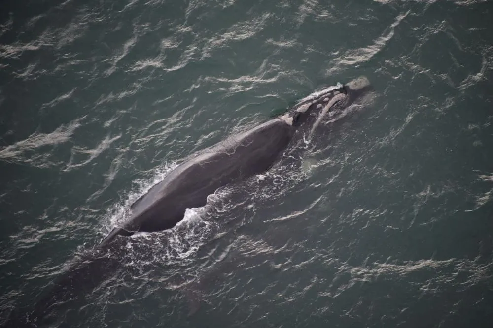 Foto: Mariana Favero Silvano/Acquaplan