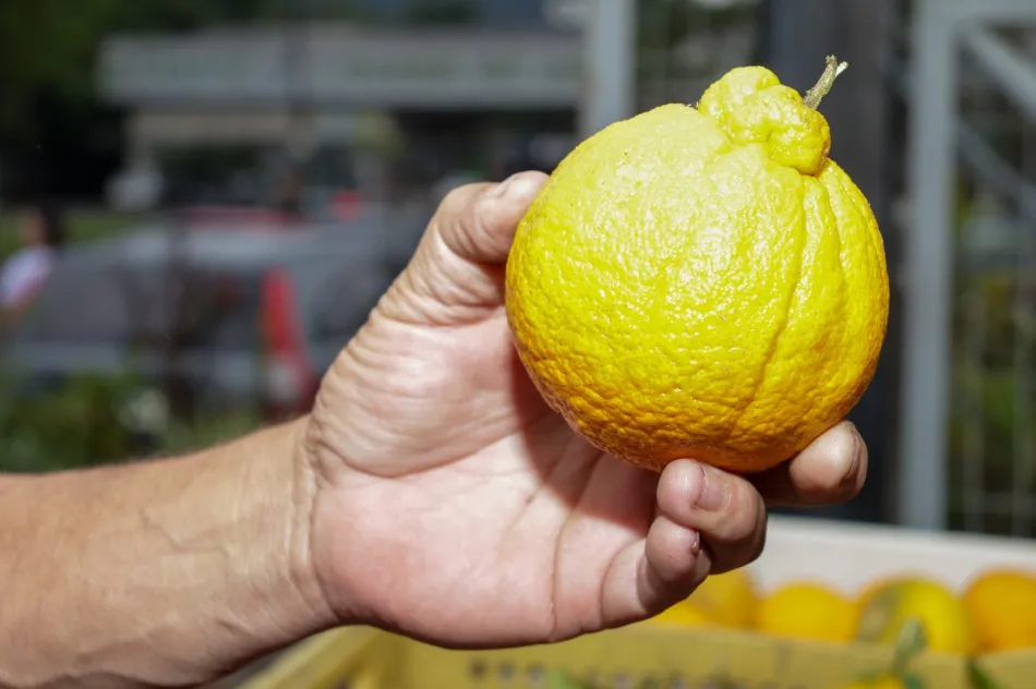 Banco de Alimentos atende mais de 4 mil pessoas por mês em Blumenau