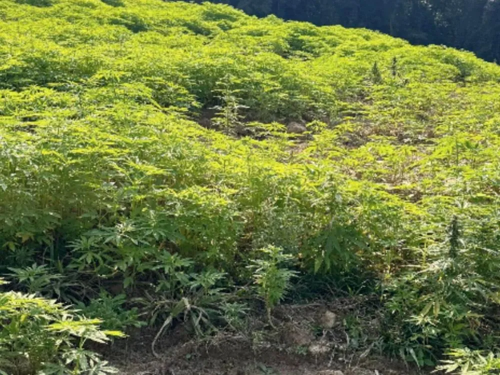 Polícia encontra plantação com cerca de 138 mil pés de maconha em cidade do Vale do Itajaí