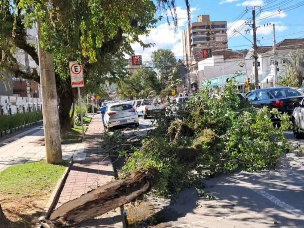 Vento chega a 55 km/h e causa sete ocorrências em Blumenau, segundo Defesa Civil