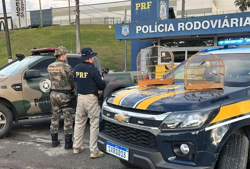 Homem é flagrado com pássaros silvestres em carro na BR-470 em Blumenau