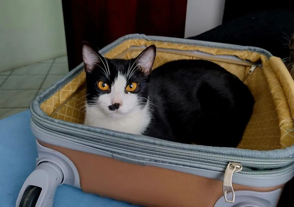 Romeu, gato desaparecido há quatro meses, volta para casa graças à identificação por microchip