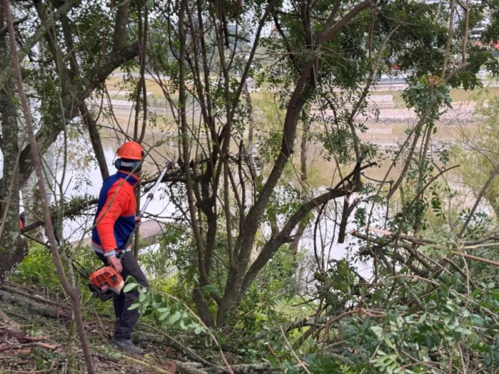 Prefeitura inicia remoção de árvores com risco de deslizamento na Beira-Rio em Blumenau