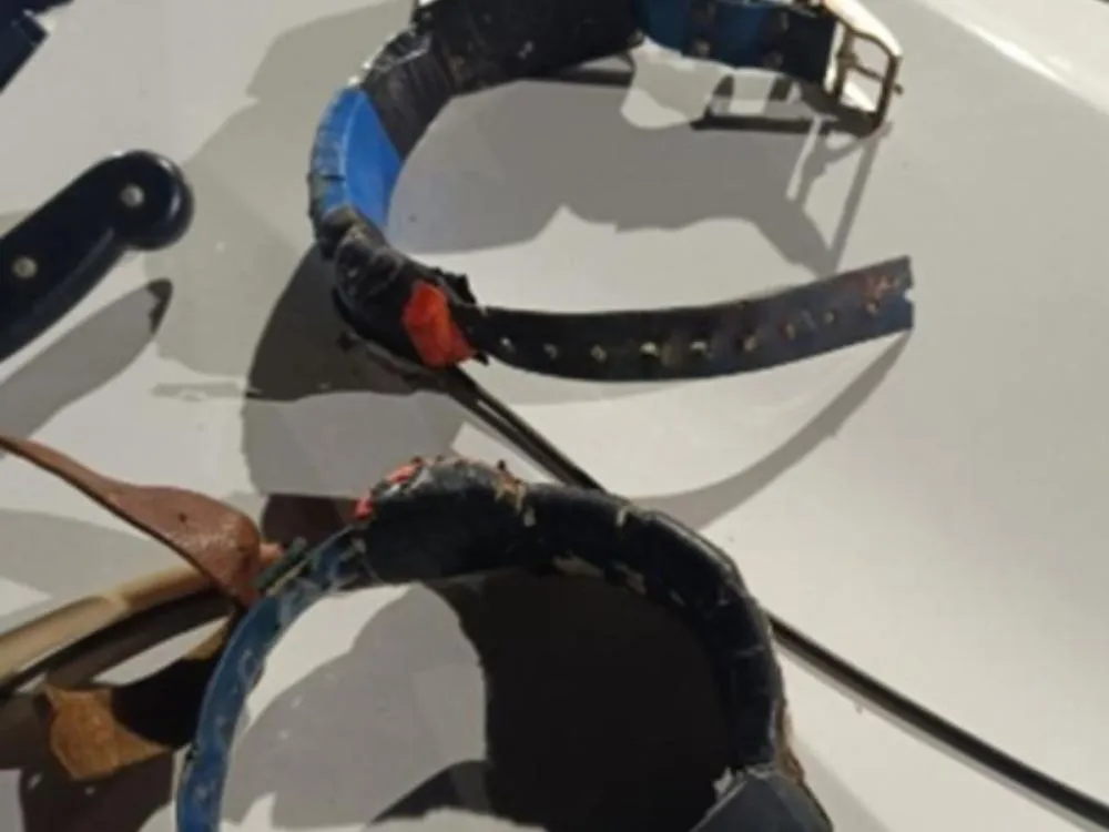 Homem é preso por caça ilegal e maus-tratos a animais em Apiúna