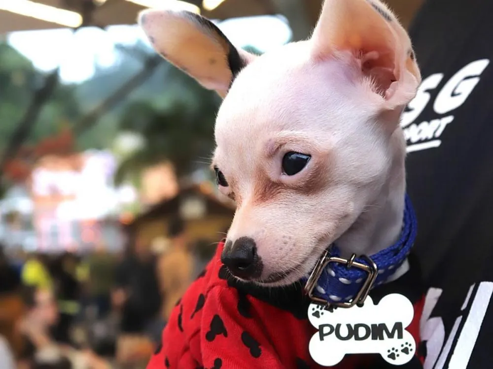 Blumenau registra mais de 1,2 mil animais no Censo Pet