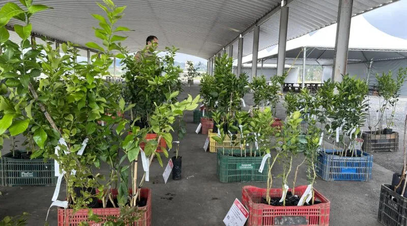 Gaspar promove Feira de Mudas em setembro com mais de 80 espécies