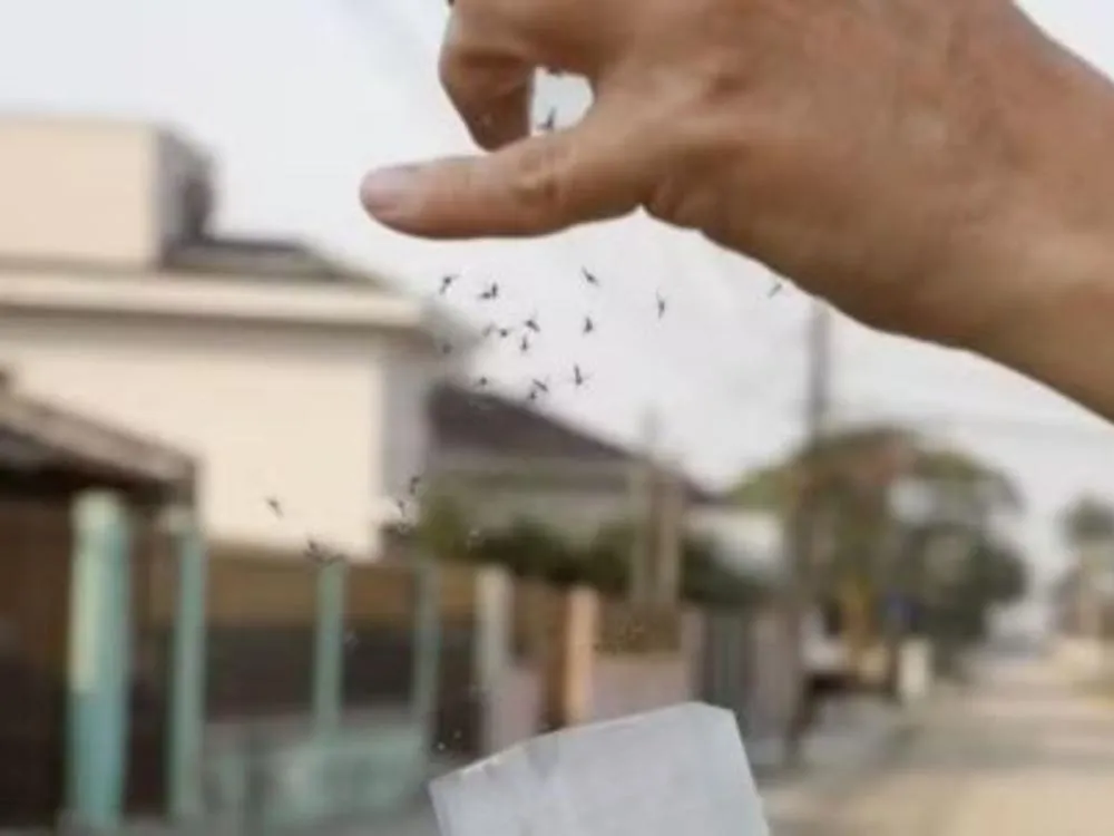 Blumenau inicia soltura de mosquitos com Wolbachia para combater a dengue a partir desta quarta-feira 