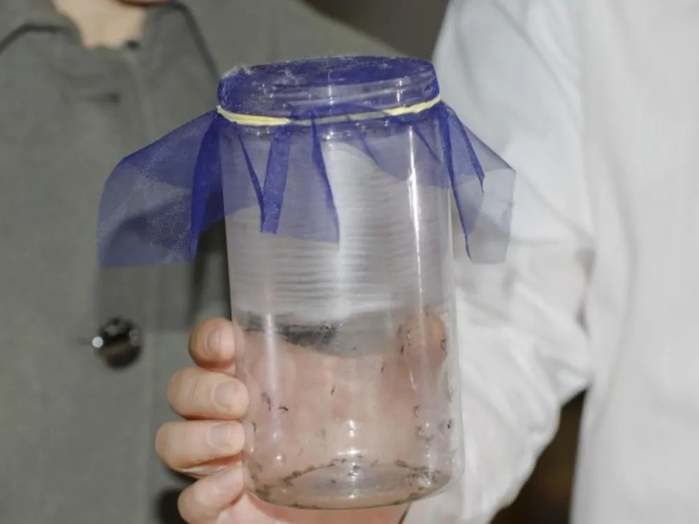 Conheça os Wolbitos, mosquitos que vão ajudar Blumenau a combater a dengue