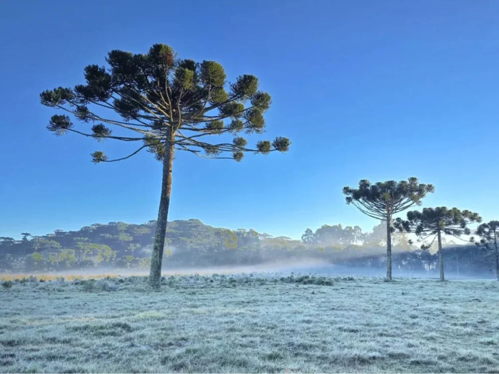 Inverno de 2025 em SC tem temperaturas mais baixas desde 2016, aponta estudo