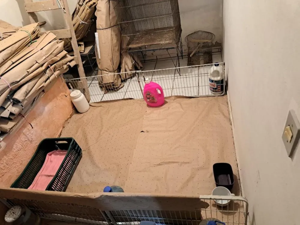 Fotos: Canil clandestino é fechado no bairro Velha, em Blumenau