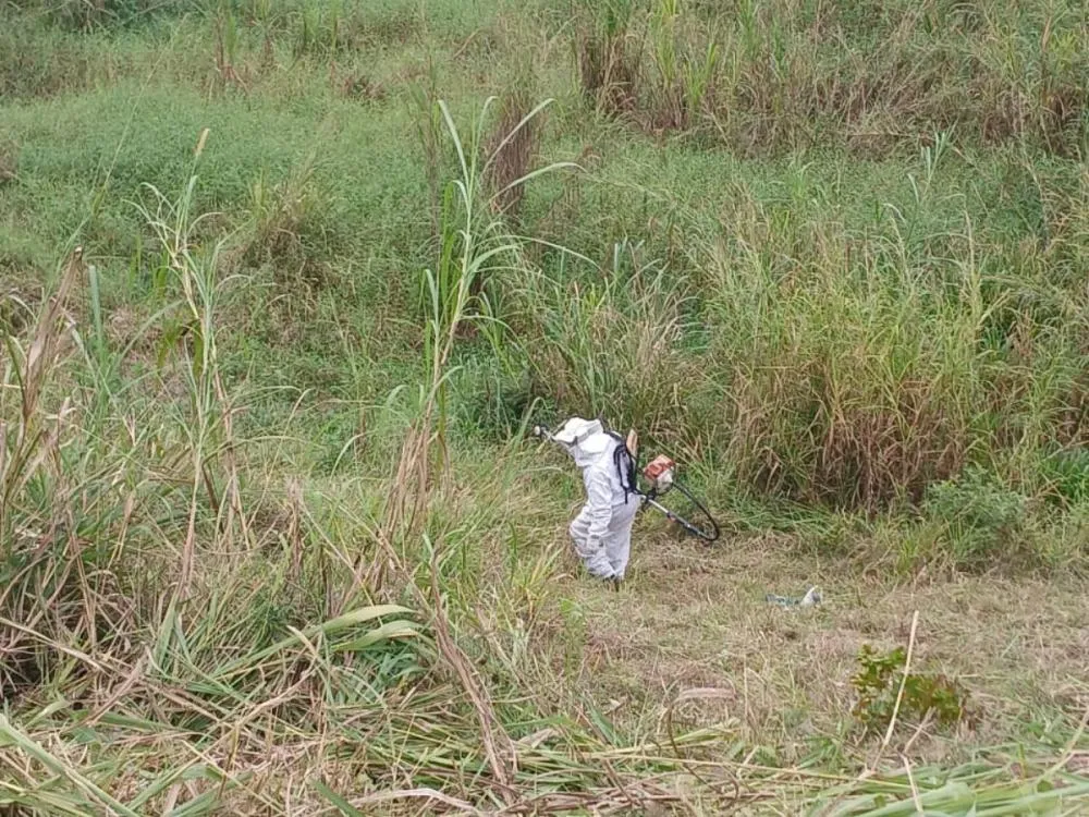 Roçada termina em ataque de abelhas e mobiliza bombeiros em Indaial