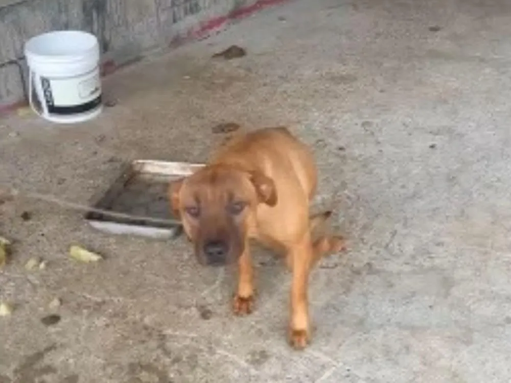 Foto: Divulgação/PCSC