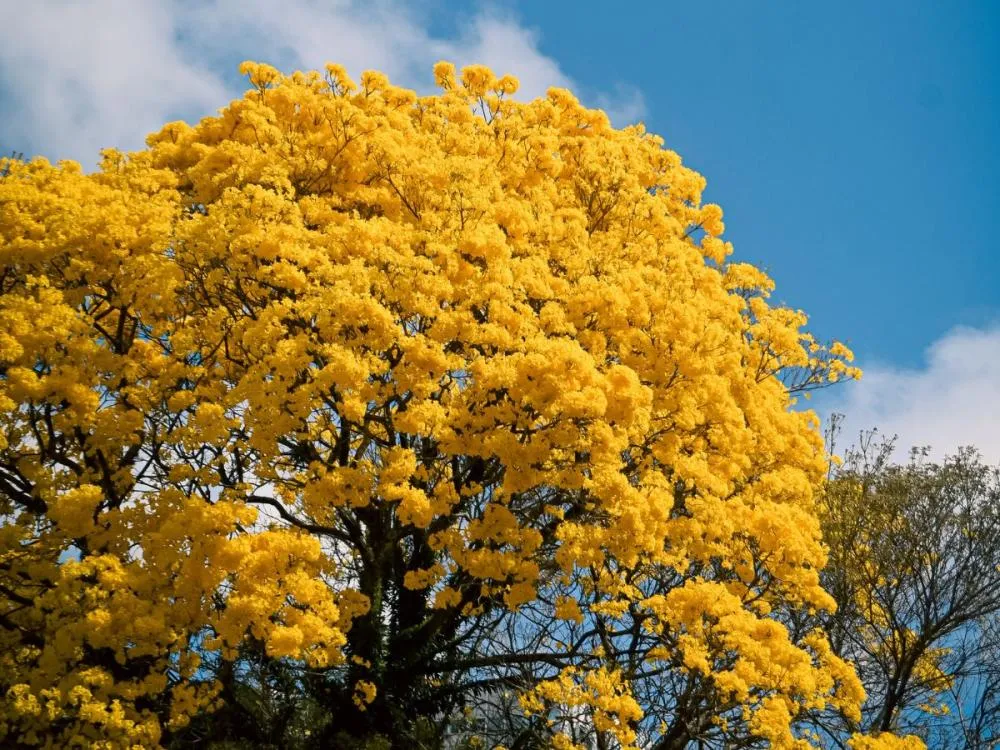 Foto: Maurício Cattani/Arquivo pessoal