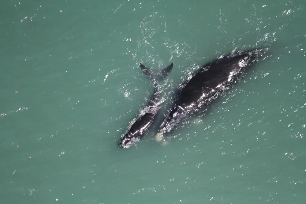Monitoramento aéreo registra 185 baleias-francas no litoral de SC e RS