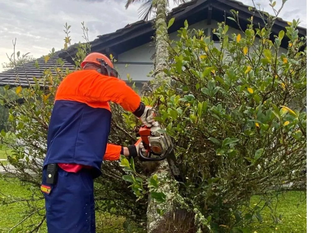Palmeira cai sobre residência em Pomerode; ninguém se feriu