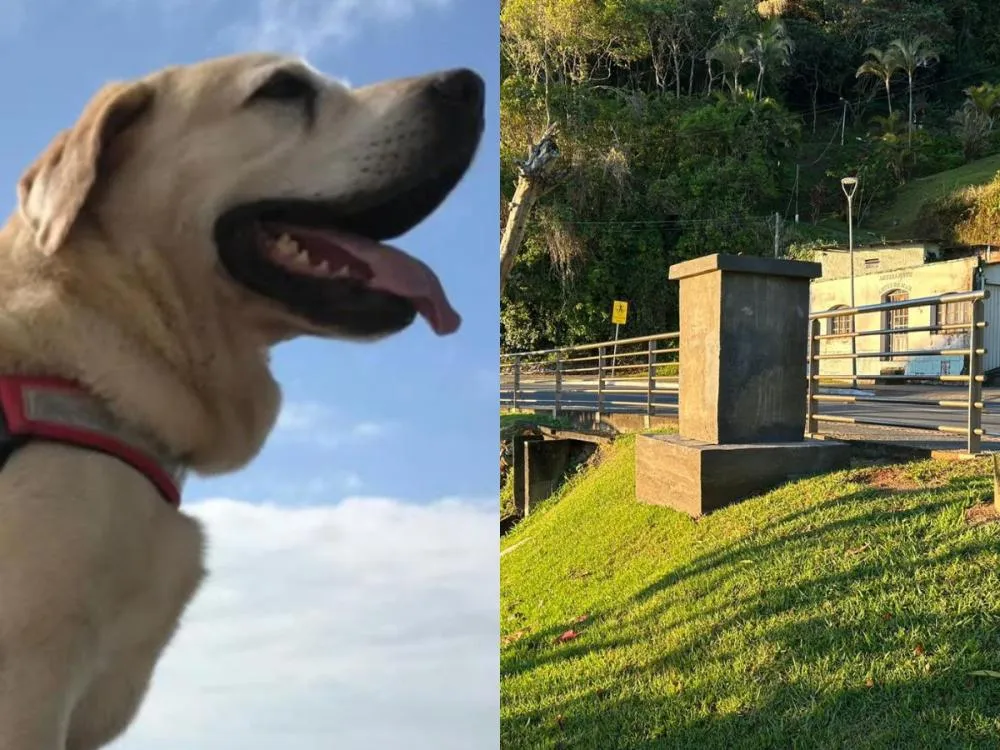 Ice, o cão herói que salvou vidas, será eternizado em monumento em Itajaí