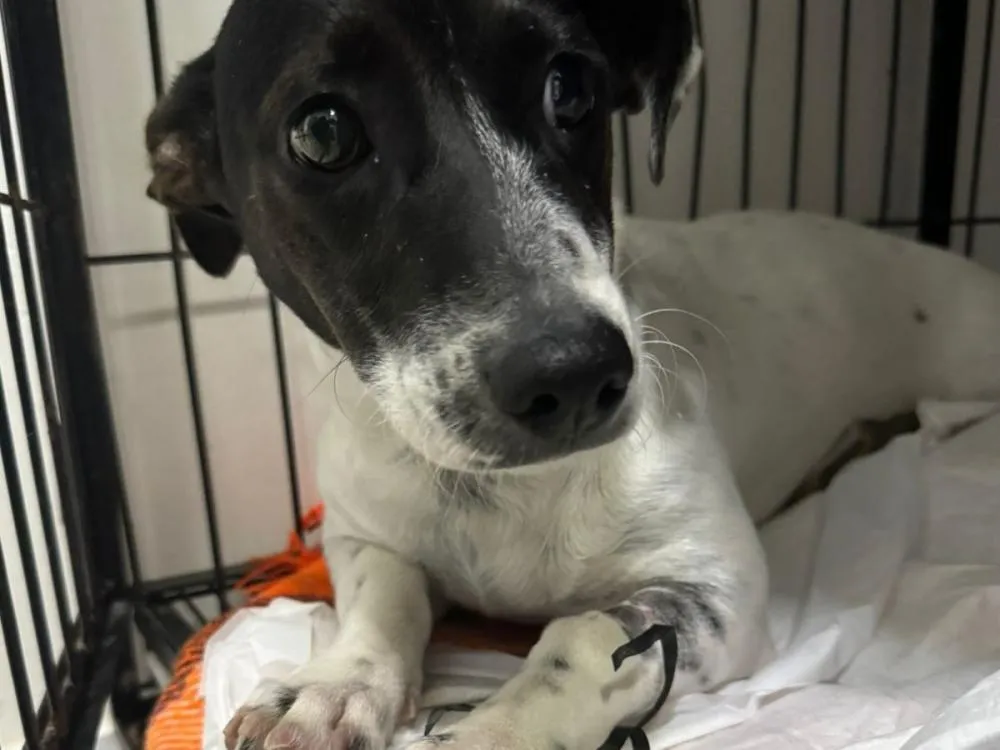 Balneário Camboriú abre credenciamento para clínicas de castração de cães e gatos