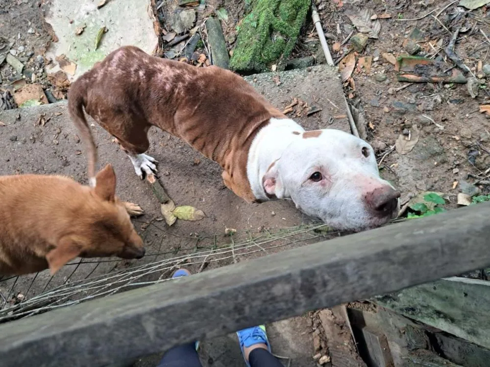 Foto: Polícia Civil/Divulgação 