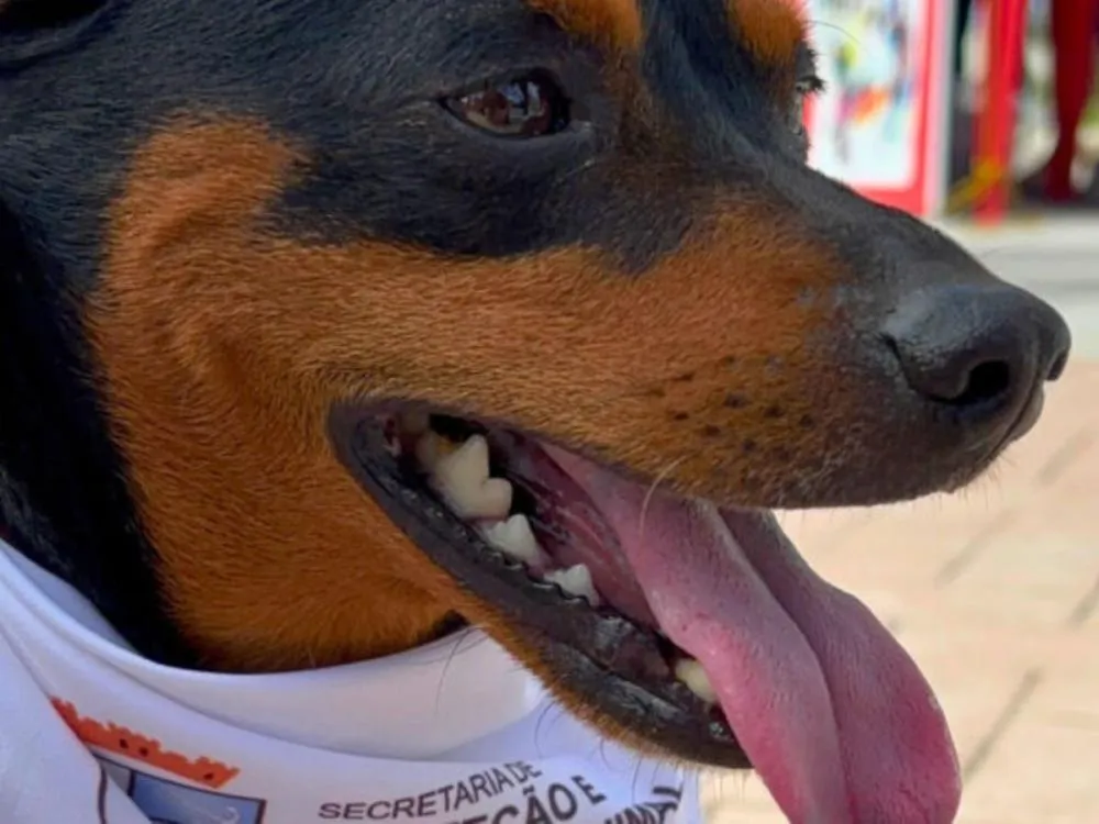 Foto: Divulgação/Prefeitura de Navegantes