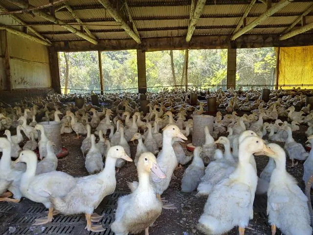 Conheça a família que produz o marreco símbolo da Fenarreco em Brusque