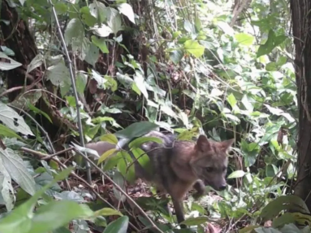 Levantamento registra presença de capivaras, cachorros-do-mato e lagartos teiús em área urbana de Blumenau