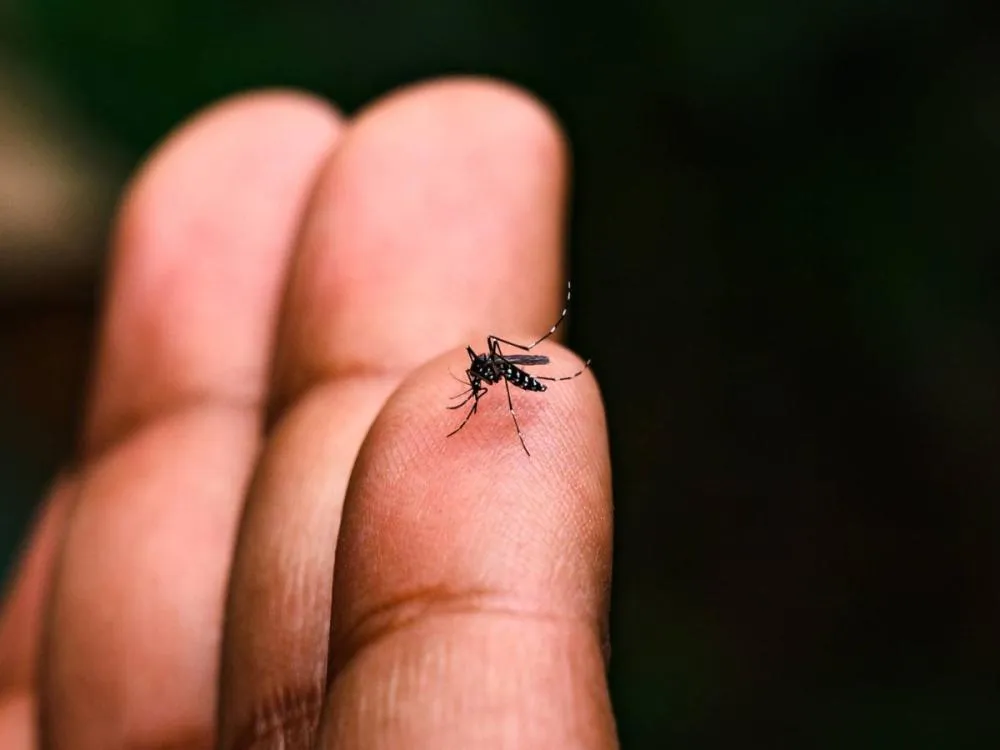 Após soltura de mosquitos com “wolbitos”, Blumenau muda forma de divulgar dados da dengue