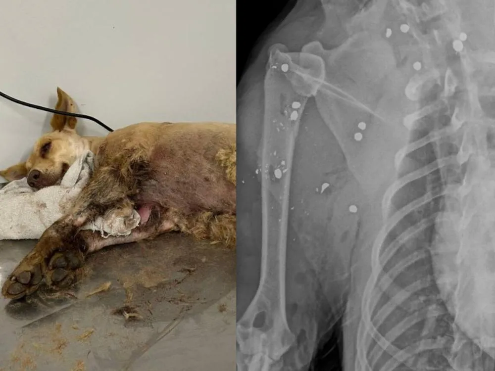 Cachorra atingida por mais de 20 chumbinhos é resgatada após denúncia em Gaspar