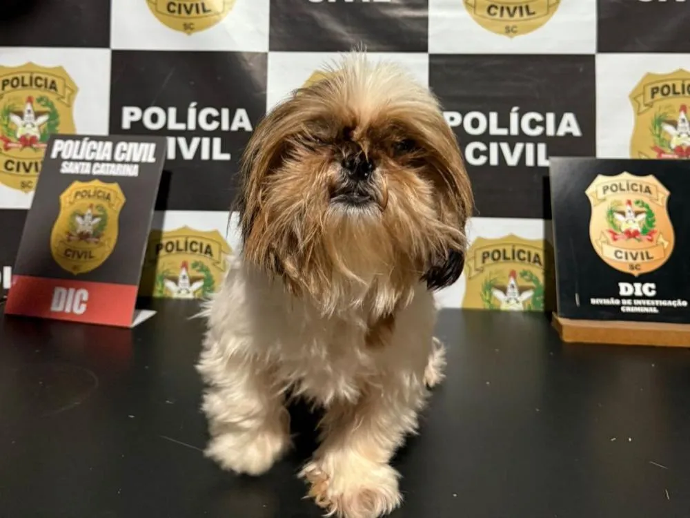 Vídeo: Mulher reencontra cachorra desaparecida há duas semanas após ação da Polícia Civil em Blumenau; homem é preso