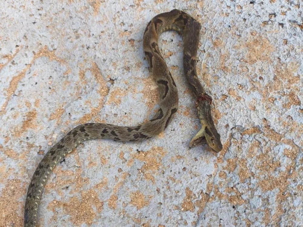 Homem é picado por jararaca enquanto trabalhava em obra no bairro Salto Weissbach, em Blumenau