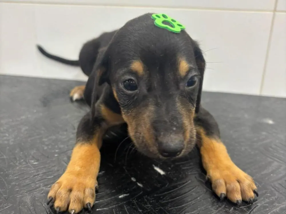 Foto: Divulgação/Prefeitura de Gaspar