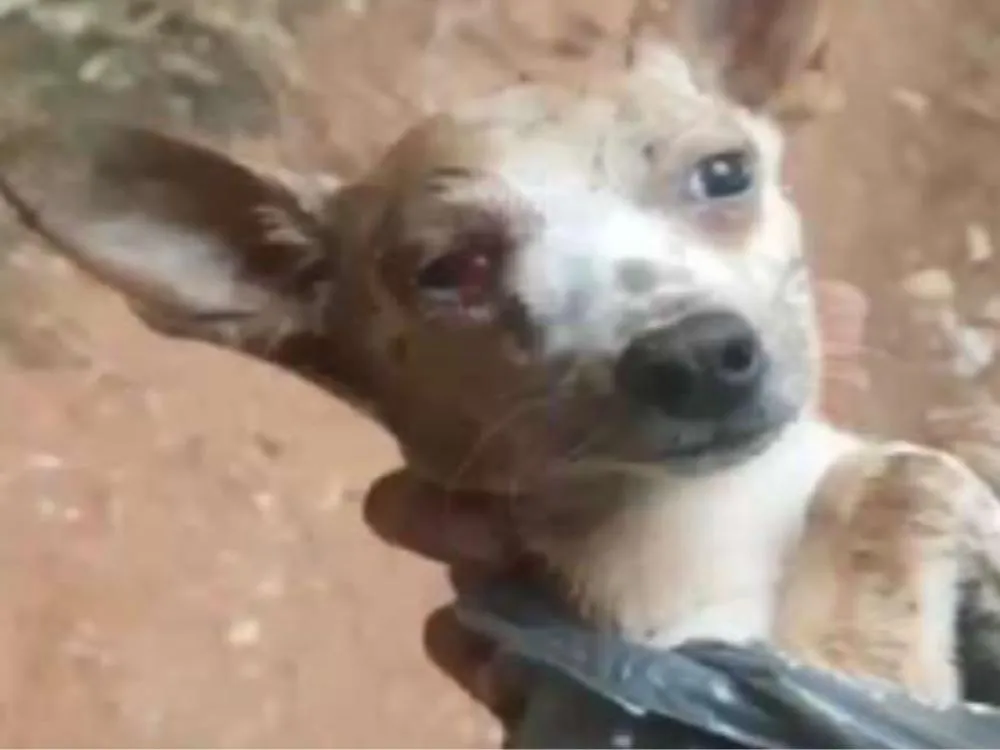 Justiça de SC condena agressores por maus-tratos a animais em Ibirama, Bombinhas e Porto Belo