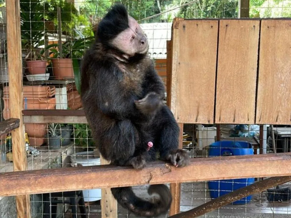 Homem é preso em Blumenau por manter macaco-prego em cativeiro e apresentar nota fiscal falsa