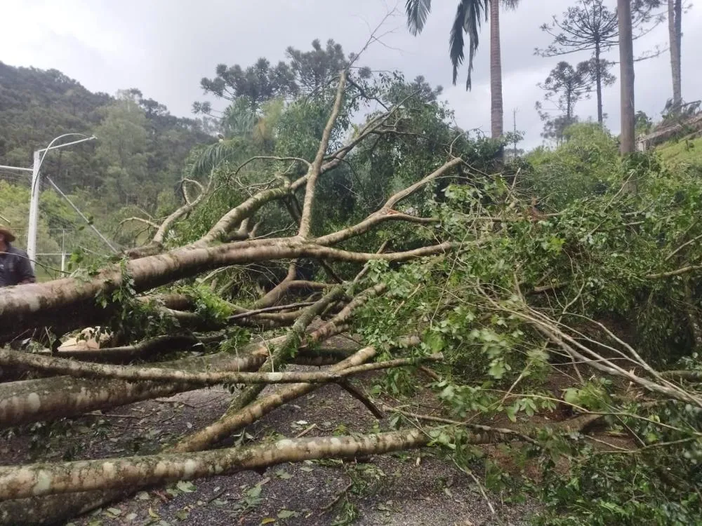 Queda de árvores bloqueia ruas e mobiliza Bombeiros em Rio do Sul