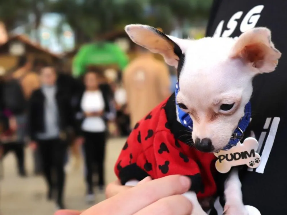 Blumenau já tem mais de 5 mil pets cadastrados no Censo Pet