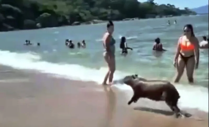 Turistas registram capivara tomando banho de mar e caminhando entre banhistas em SC