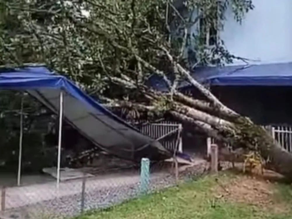 Ventania derruba árvore e atinge CEI da Itoupava Central, em Blumenau