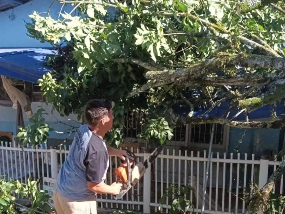 Ventania provoca série de quedas de árvores em Blumenau nesta quarta-feira