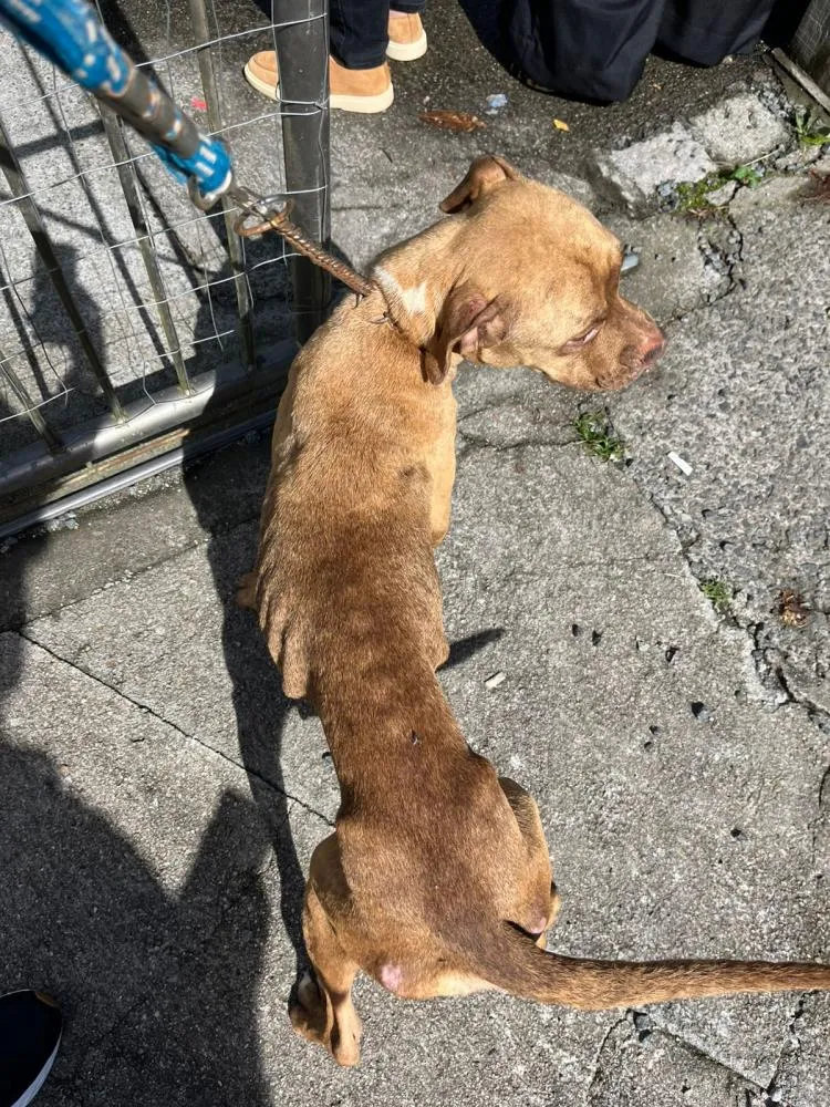 Polícia encontra cadela em extrema desnutrição e prende tutor por maus-tratos em Blumenau