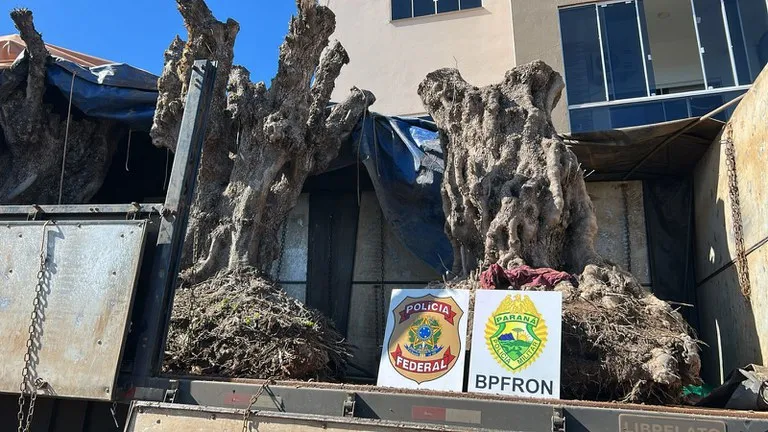 PF apreende caminhão com oliveiras argentinas e prende dois homens na divisa entre PR e SC